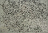 Terre-a-terre-acryle-beton-vegetaux-50-x-70-cm-2018